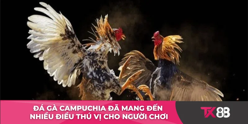 Đá gà Campuchia đã mang đến nhiều điều thú vị cho người chơi