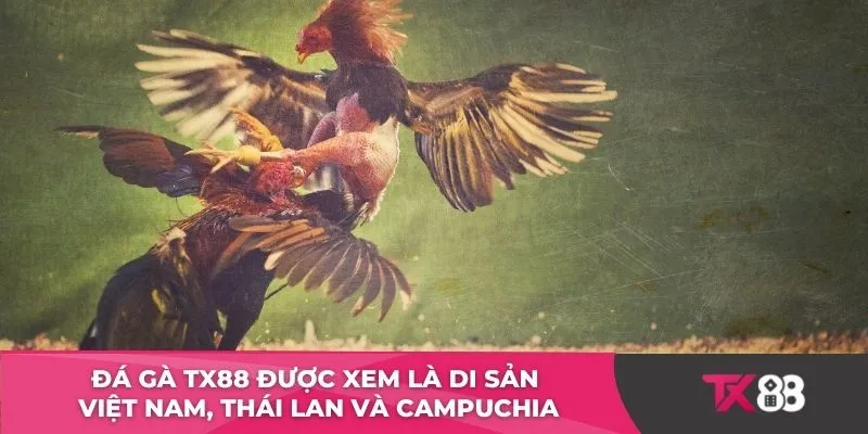 Đá gà TX88 được xem là di sản Việt Nam, Thái Lan và Campuchia