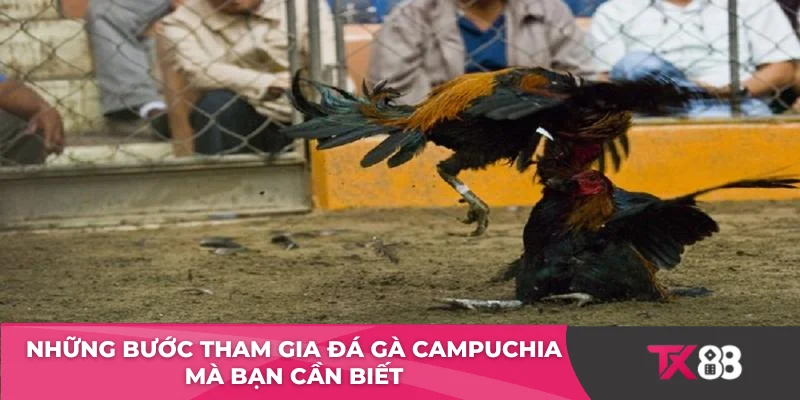 Những bước tham gia đá gà Campuchia mà bạn cần biết